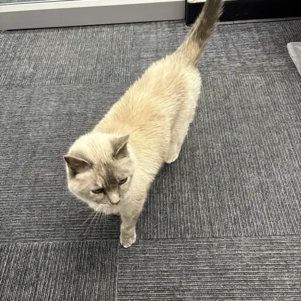 Feline guest at K9 Rox Club Las Vegas